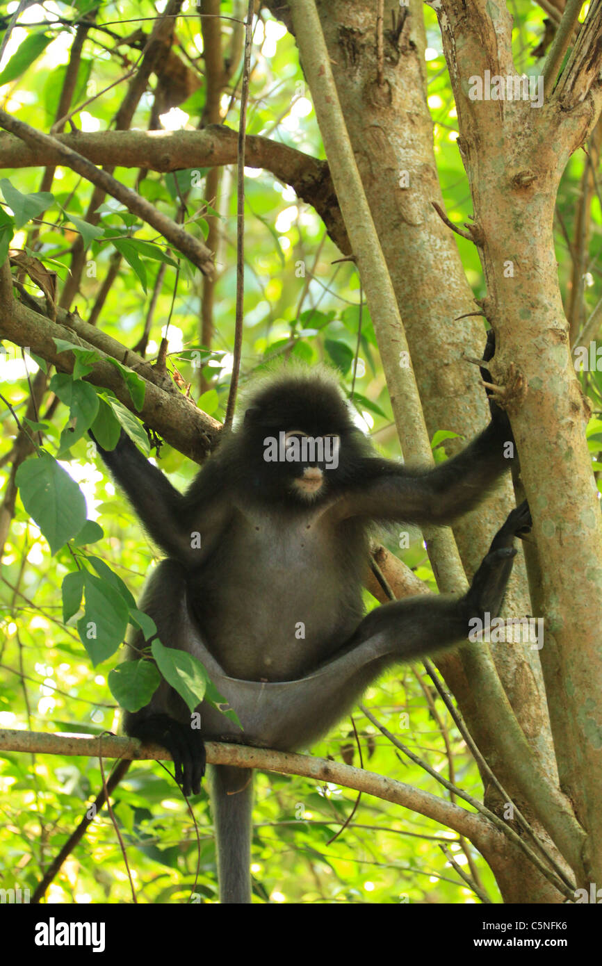 Black leaf monkey hires stock photography and images Alamy