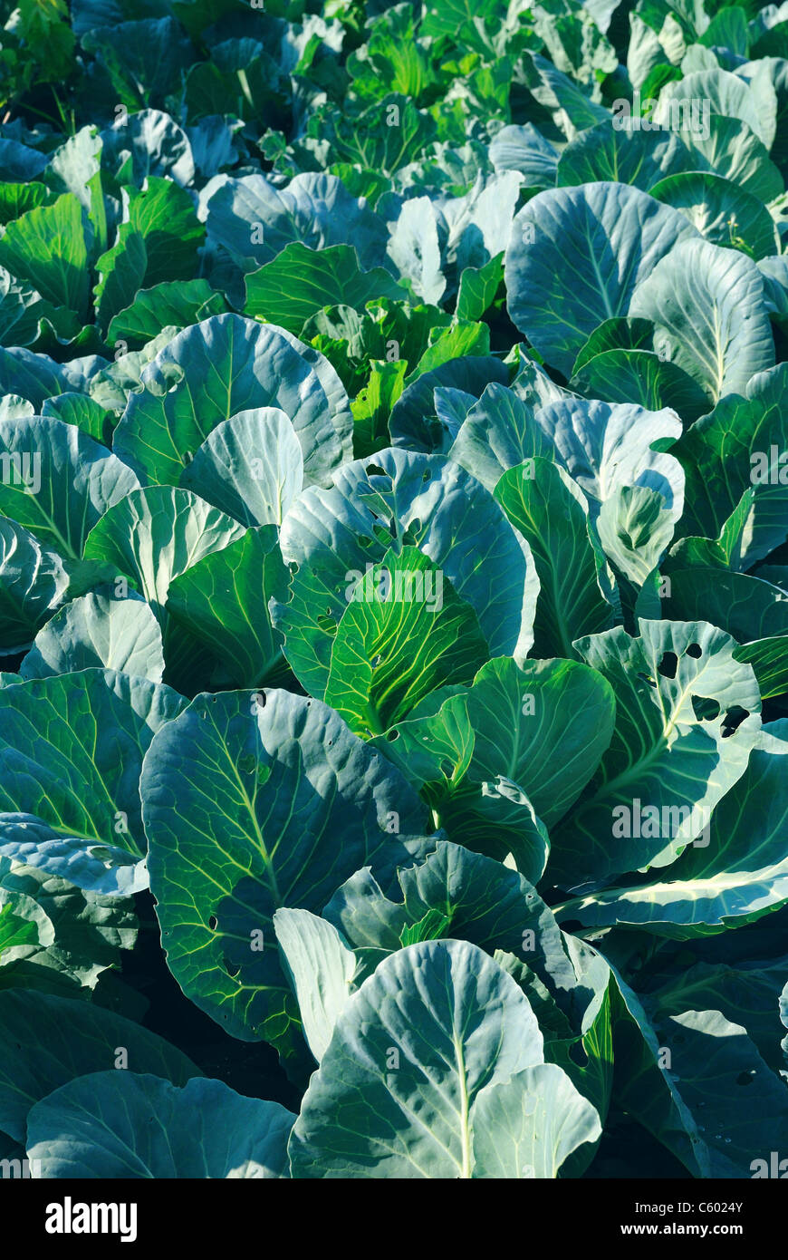 Wild cabbage brassica oleracea hires stock photography and images Alamy