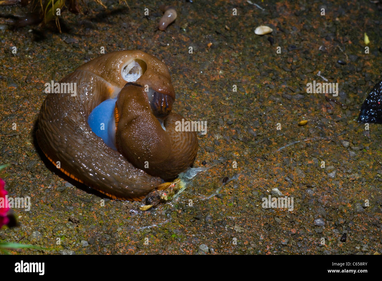 Mating Slugs The Letter