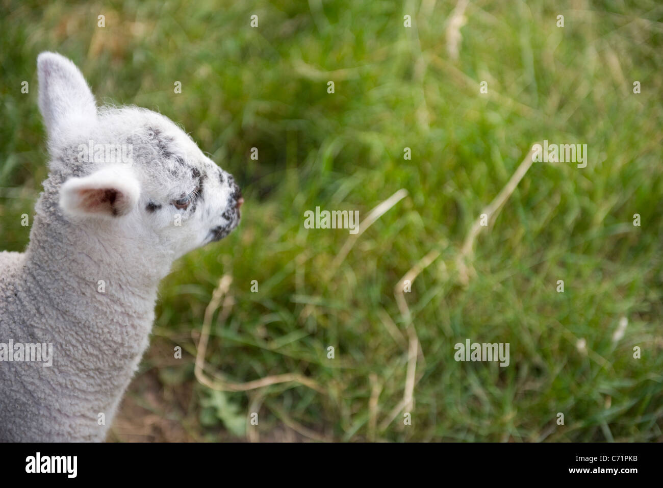 Ile de france sheep hires stock photography and images Alamy