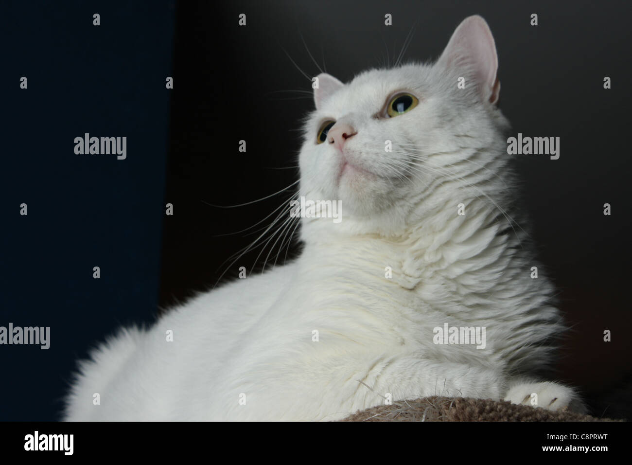 white cat black background Stock Photo Alamy