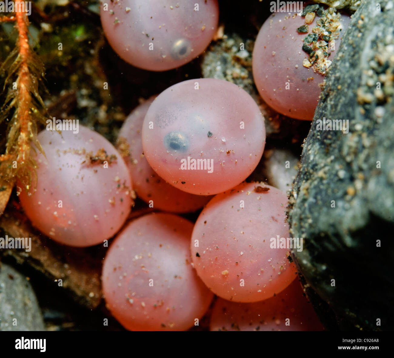 Underwater view of developing Sockeye salmon eggs in the gravel of