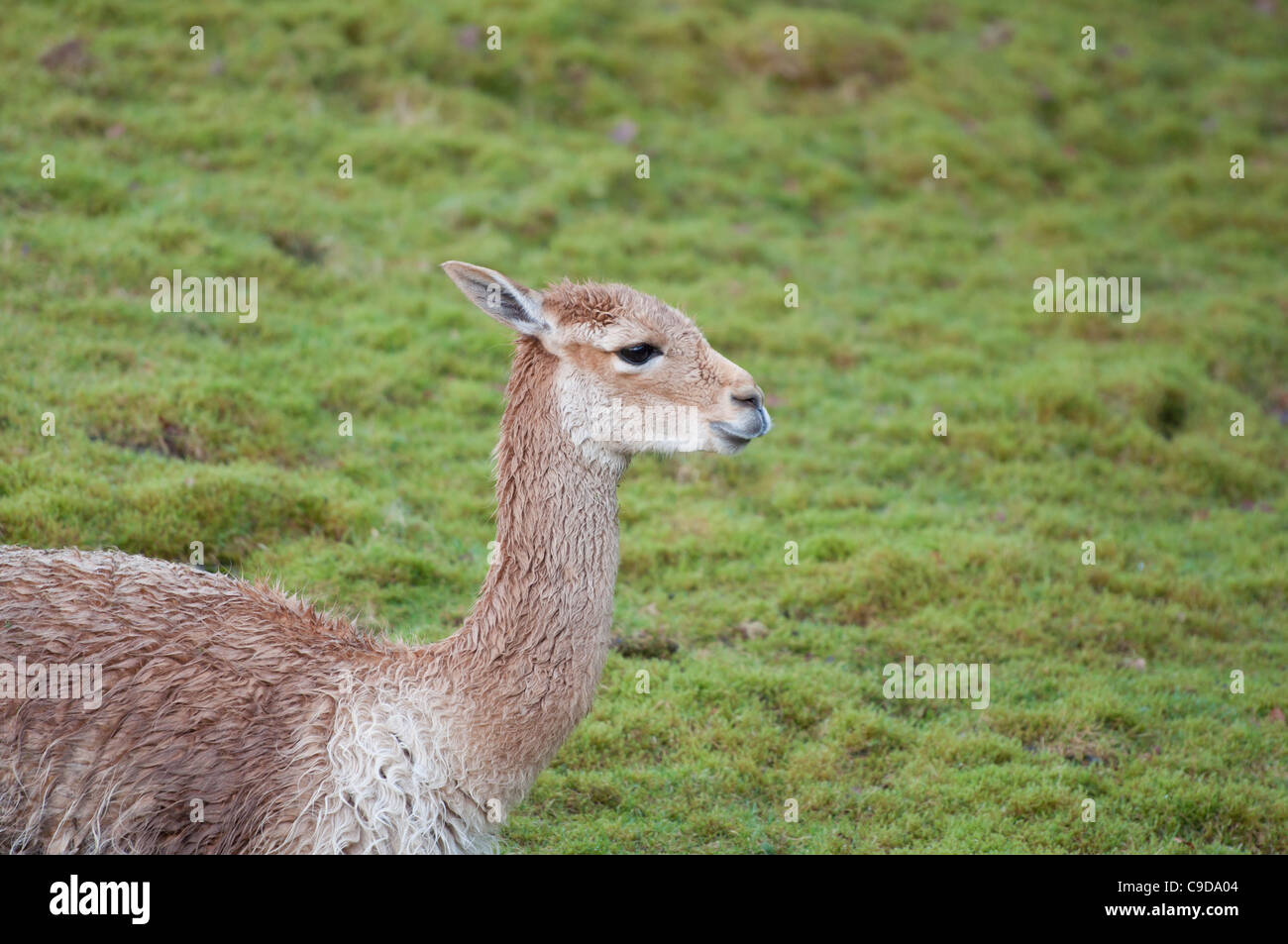 Vicuna cute hires stock photography and images Alamy
