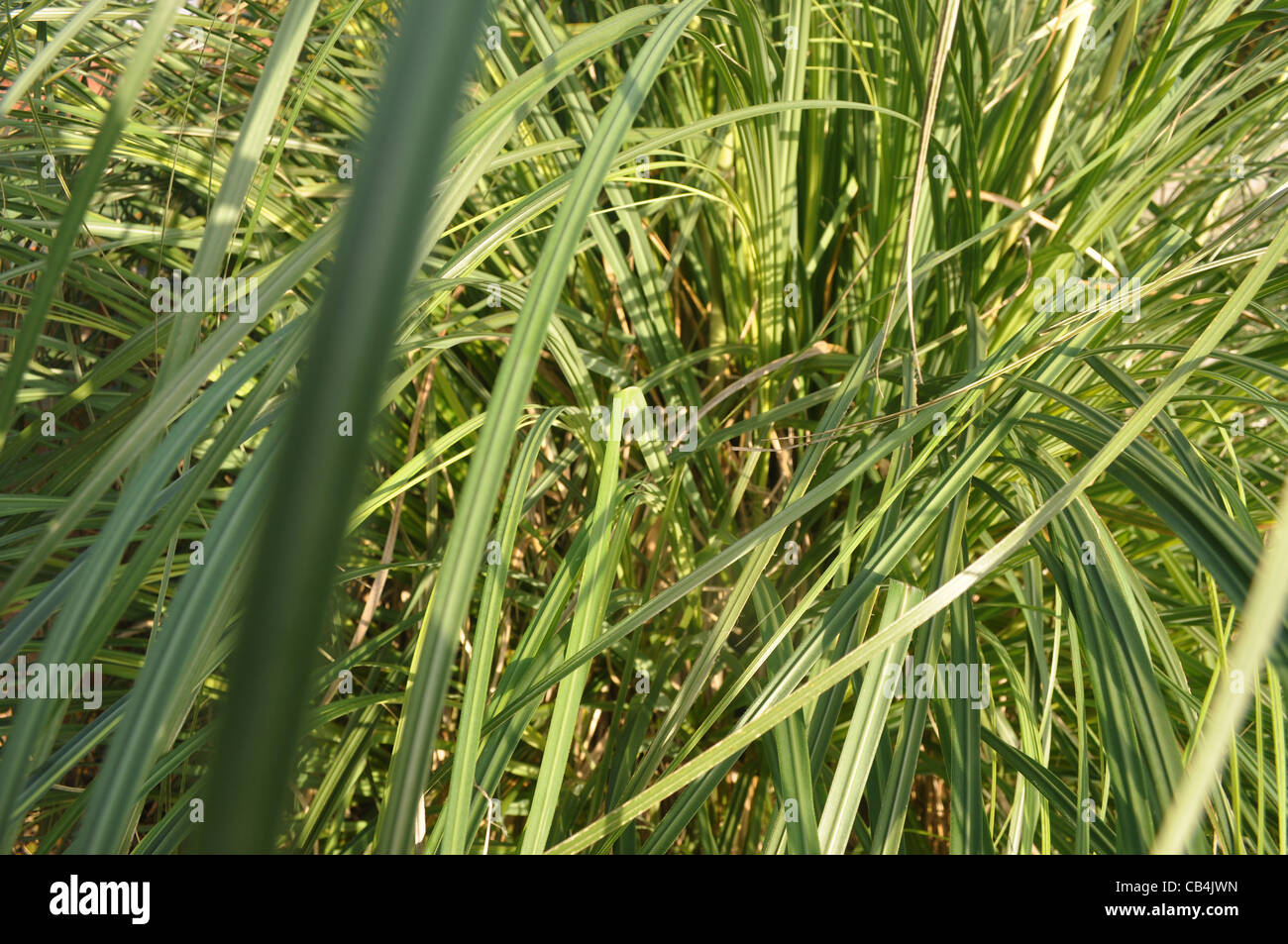 Huge pampas grass hires stock photography and images Alamy