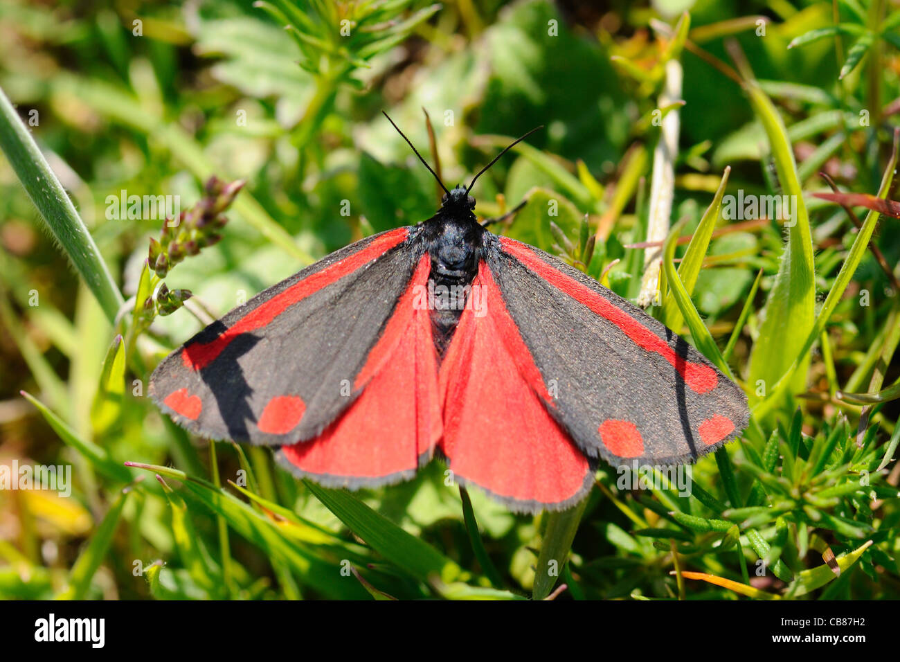 Cinnabar moth Stock Photo Alamy