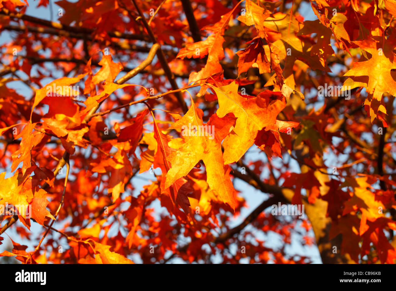 Quercus rubra, Red Oak Stock Photo Alamy