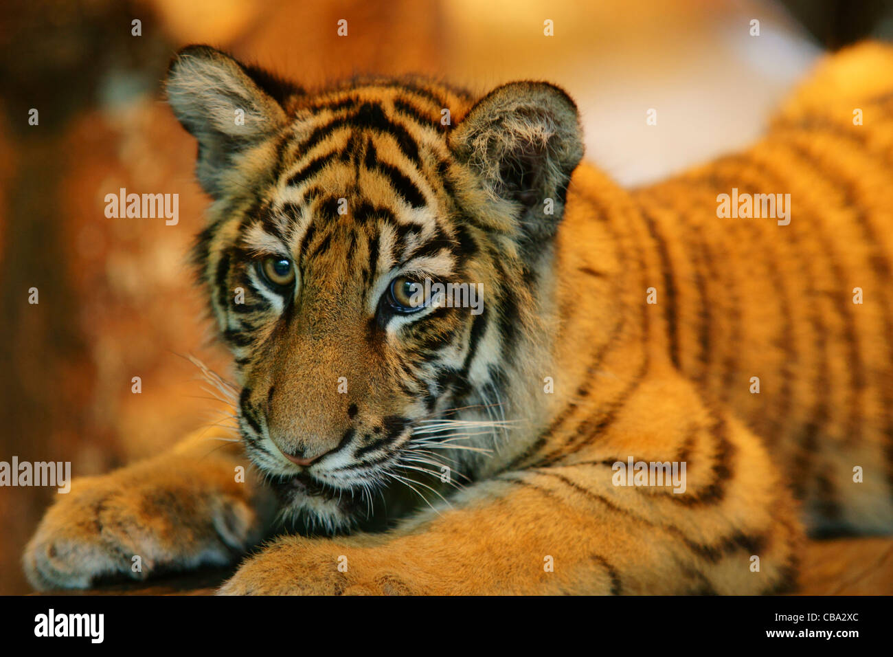 Tiger cub lying down Stock Photo Alamy