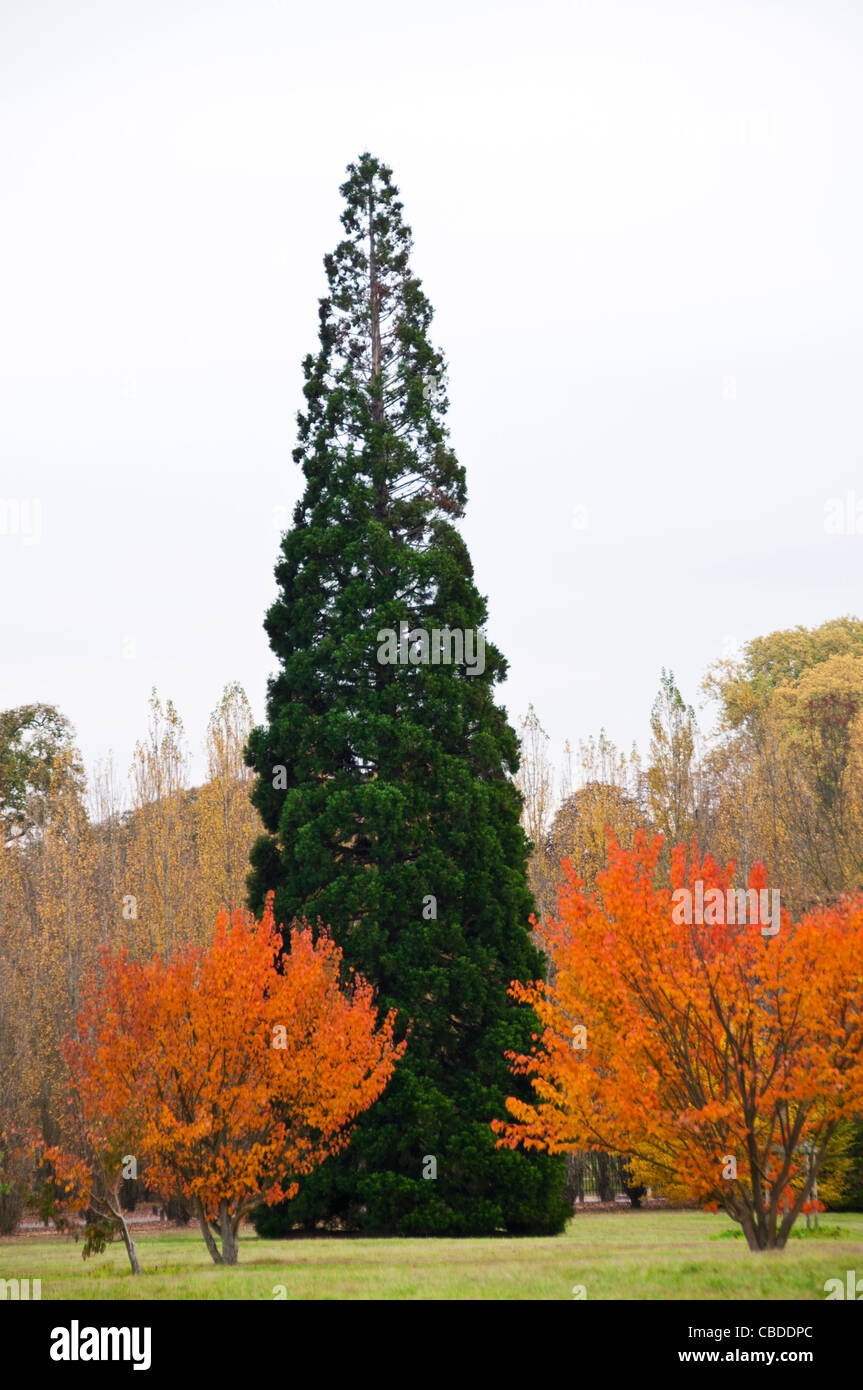 Cone shaped trees hires stock photography and images Alamy