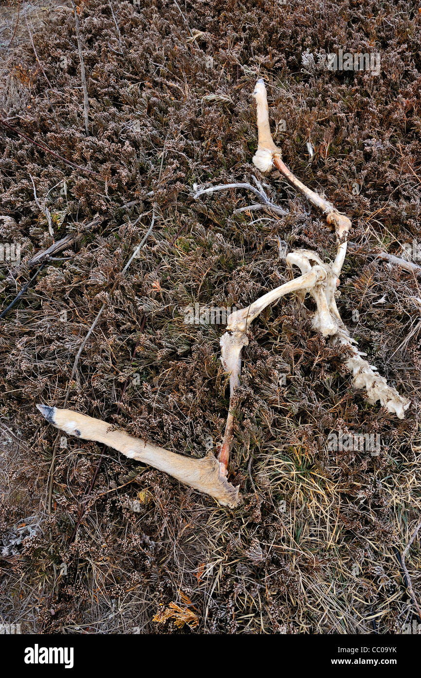 Are Deer Bones Bad For Dogs