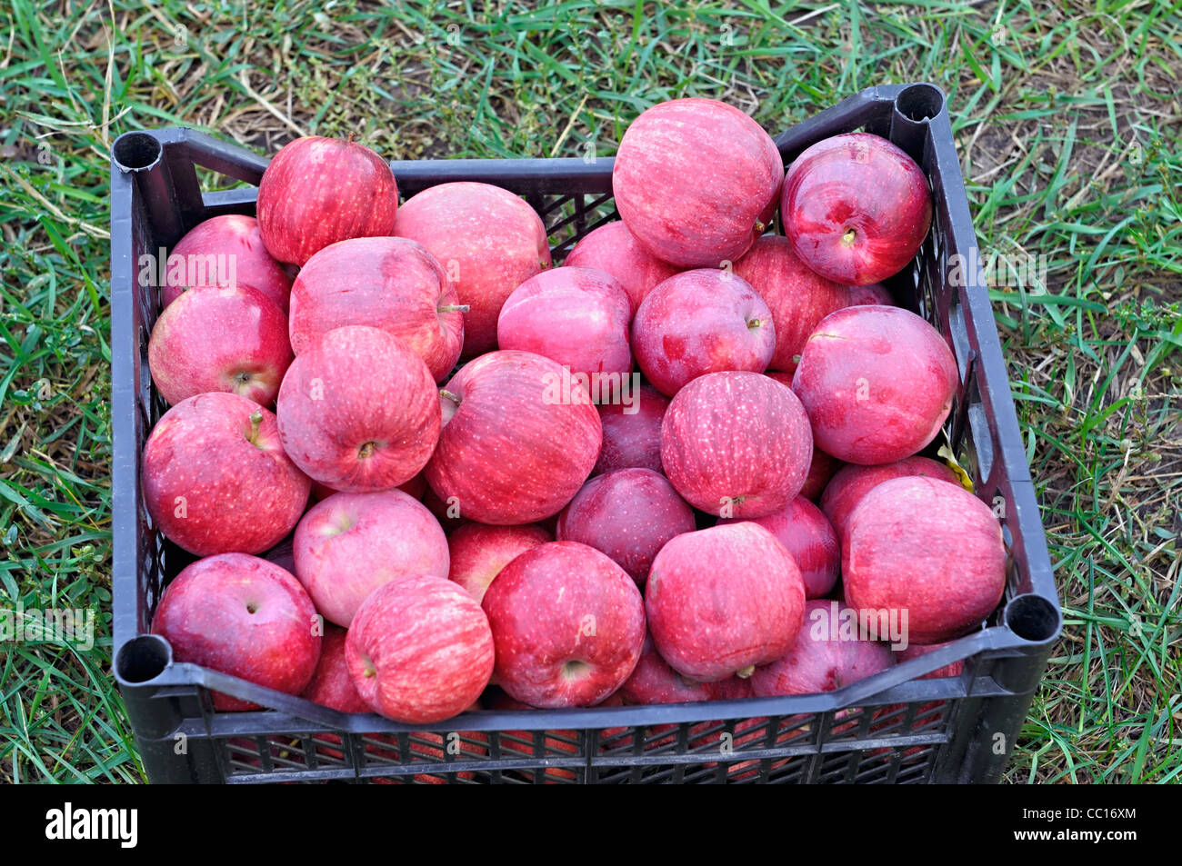 Case of apples hires stock photography and images Alamy