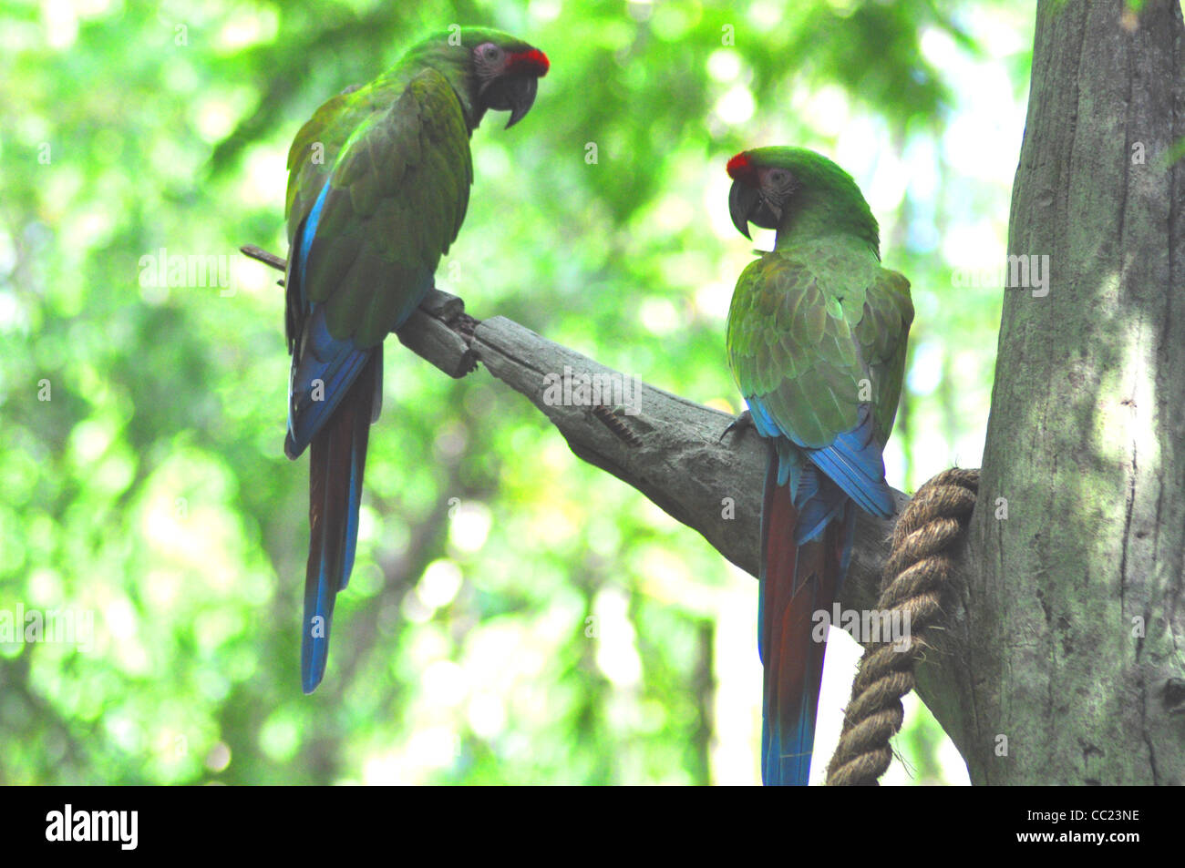 parrots in tree Stock Photo Alamy