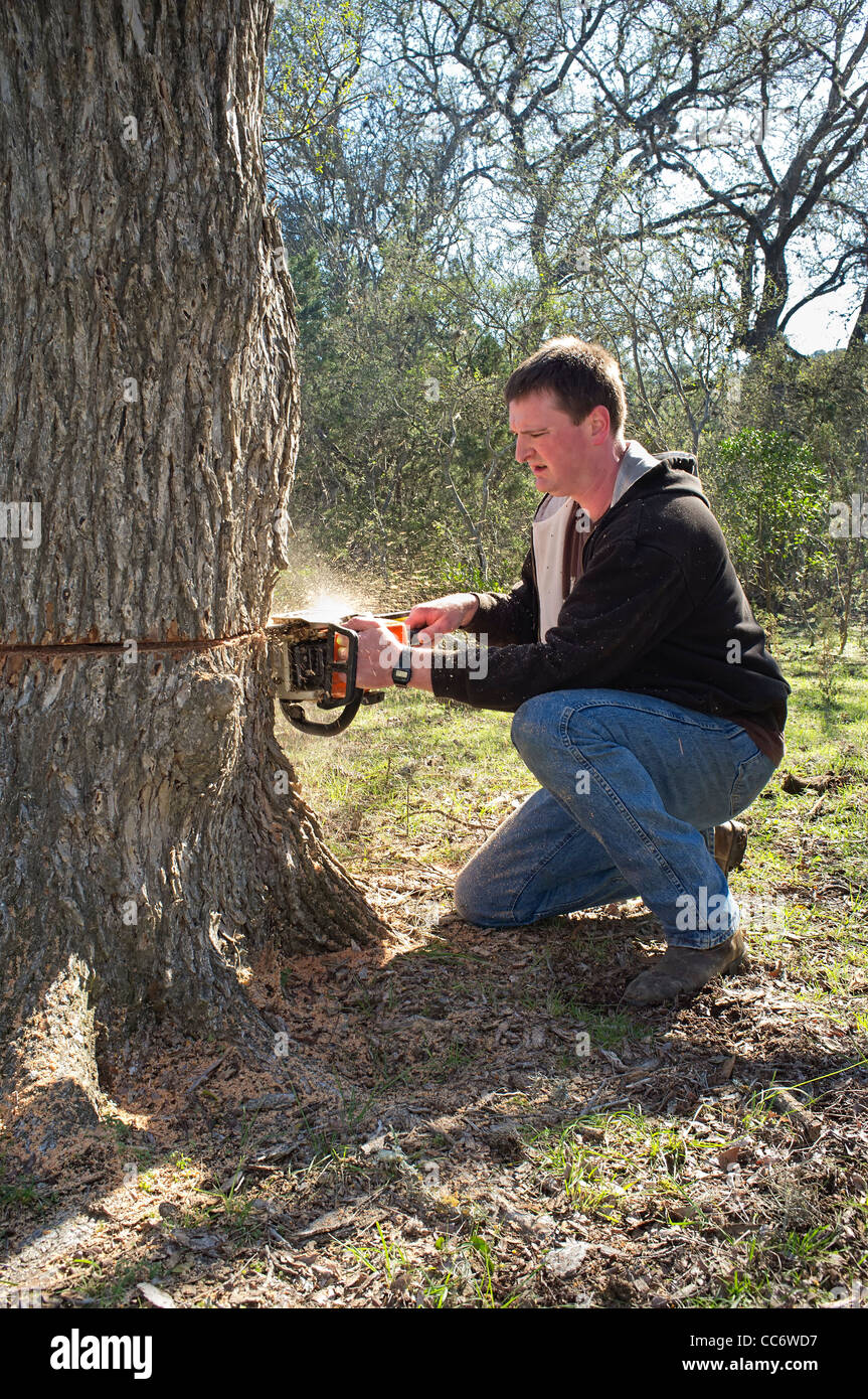Cutting Down Oak Tree Stock Photos & Cutting Down Oak Tree Stock Images