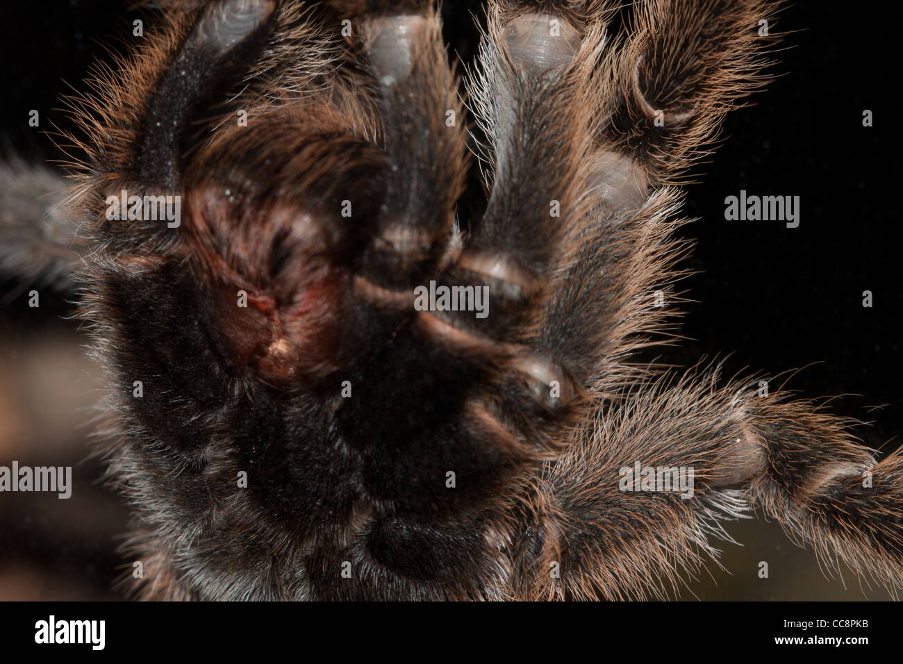 Chile Rose Tarantula Stock Photo Alamy