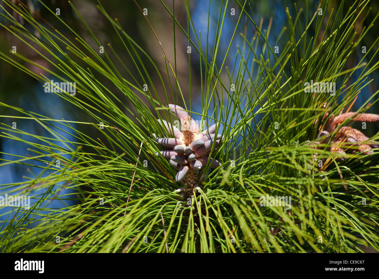 Pine Tree Pollen Stock Photo Alamy