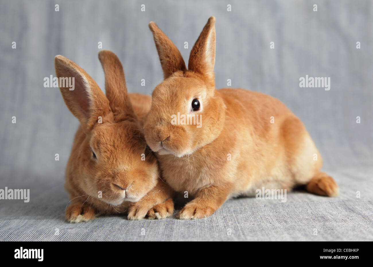 Two red rabbits Stock Photo Alamy