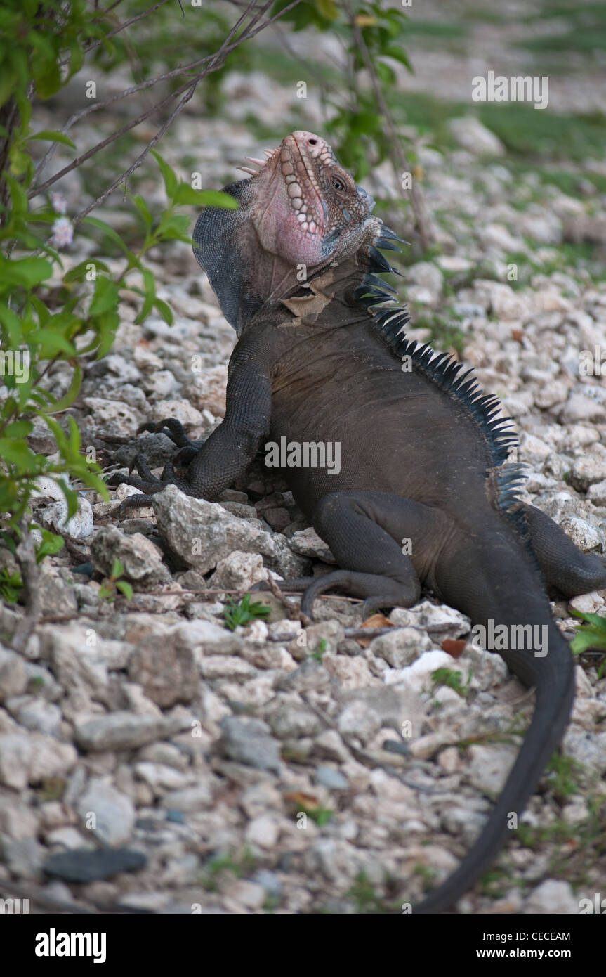Lesser Antillean Iguana Stock Photo Alamy