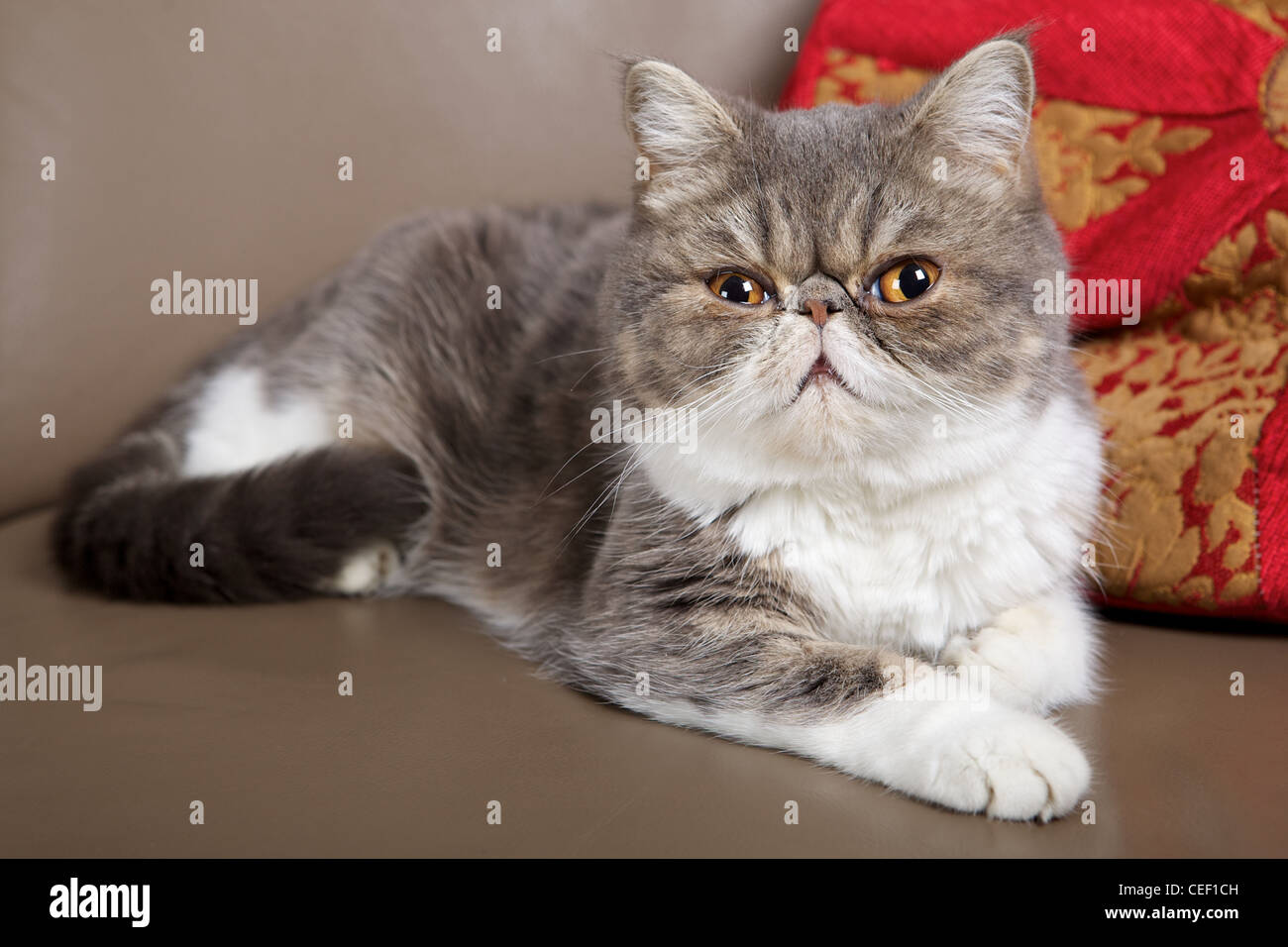 Exotics cat breed Stock Photo Alamy
