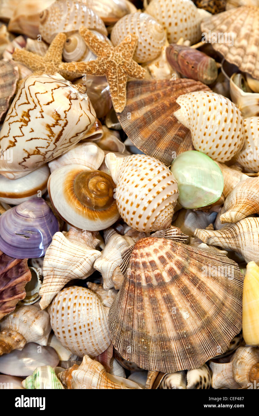 Seashells Collection for background use Stock Photo Alamy