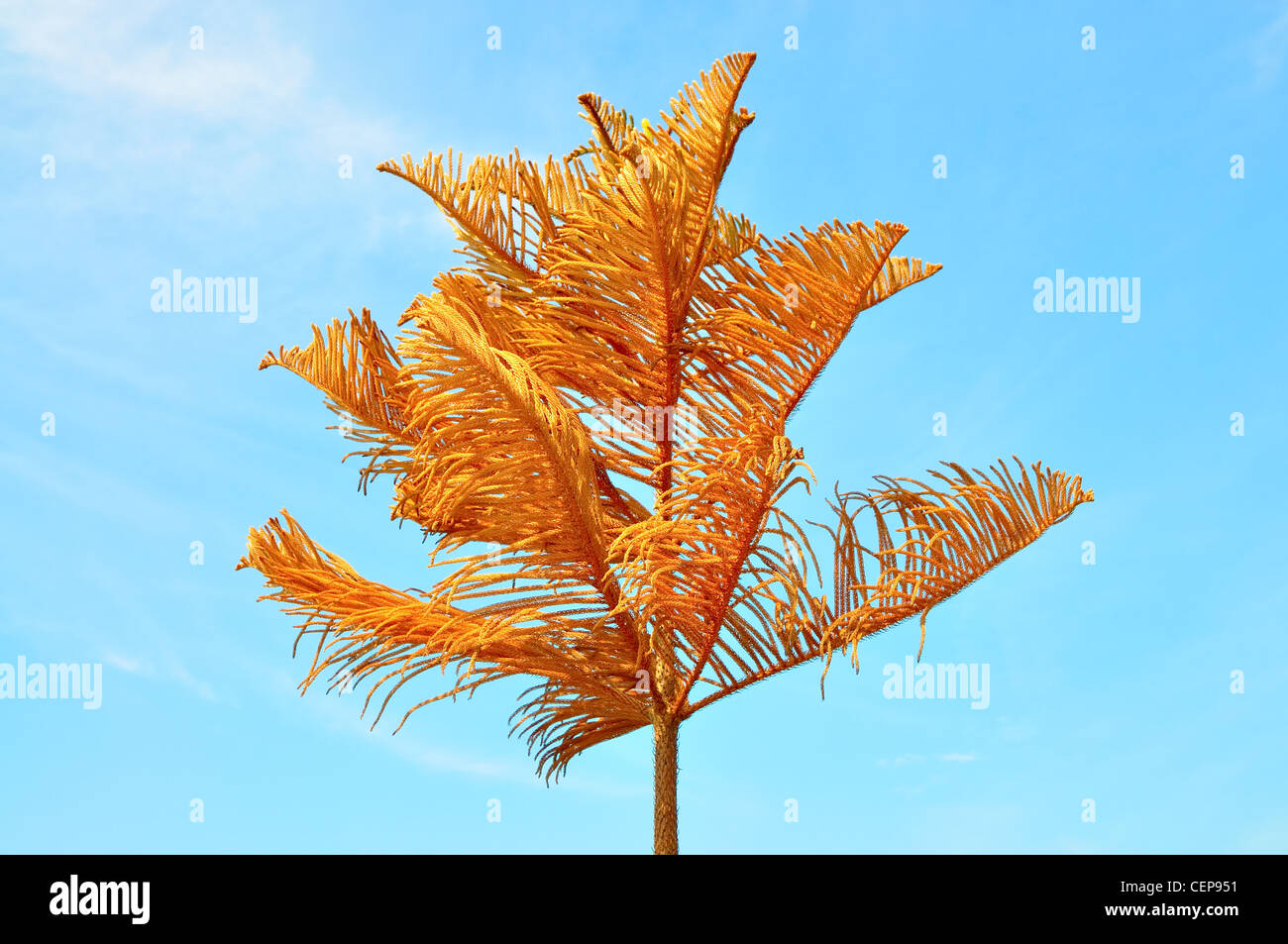 Dying pine tree Stock Photo Alamy