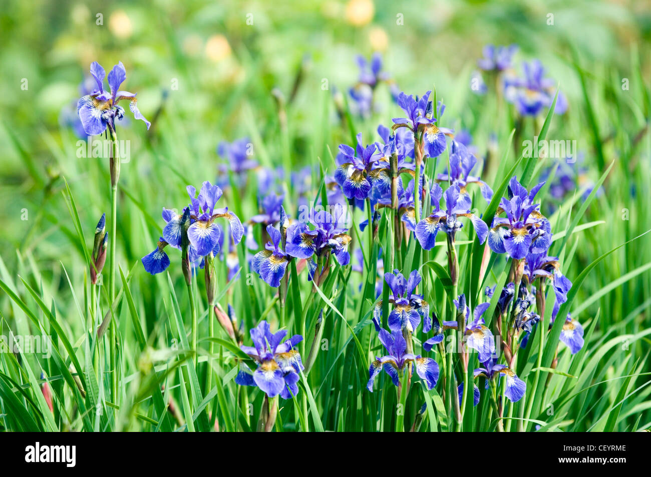 Blue Iris flowers Stock Photo Alamy