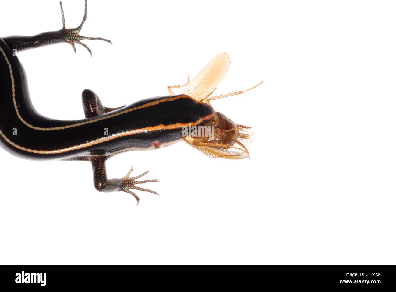 lizard eat roach, isolated on white background Stock Photo Alamy