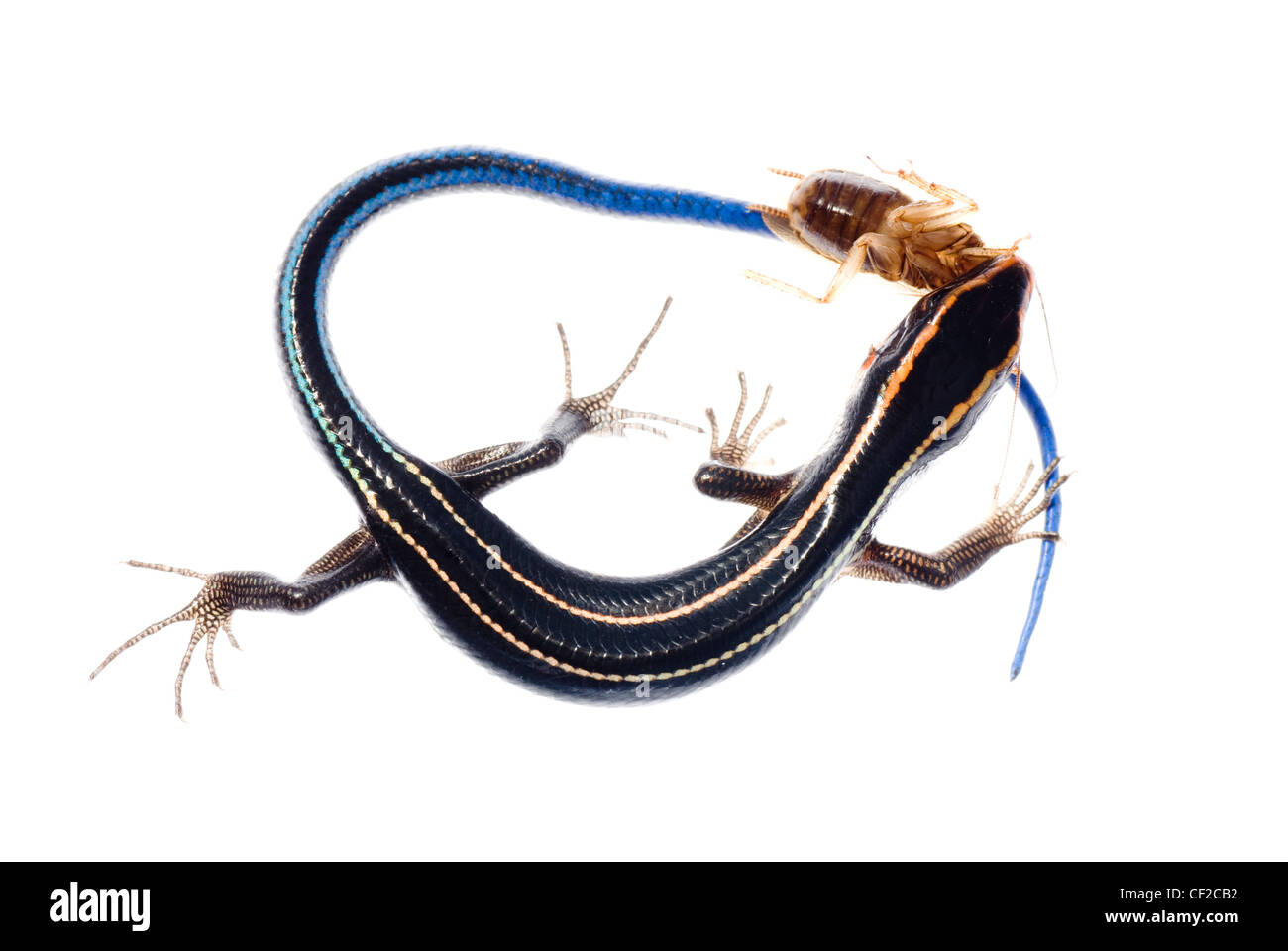 animal lizard eat roach bug Stock Photo Alamy