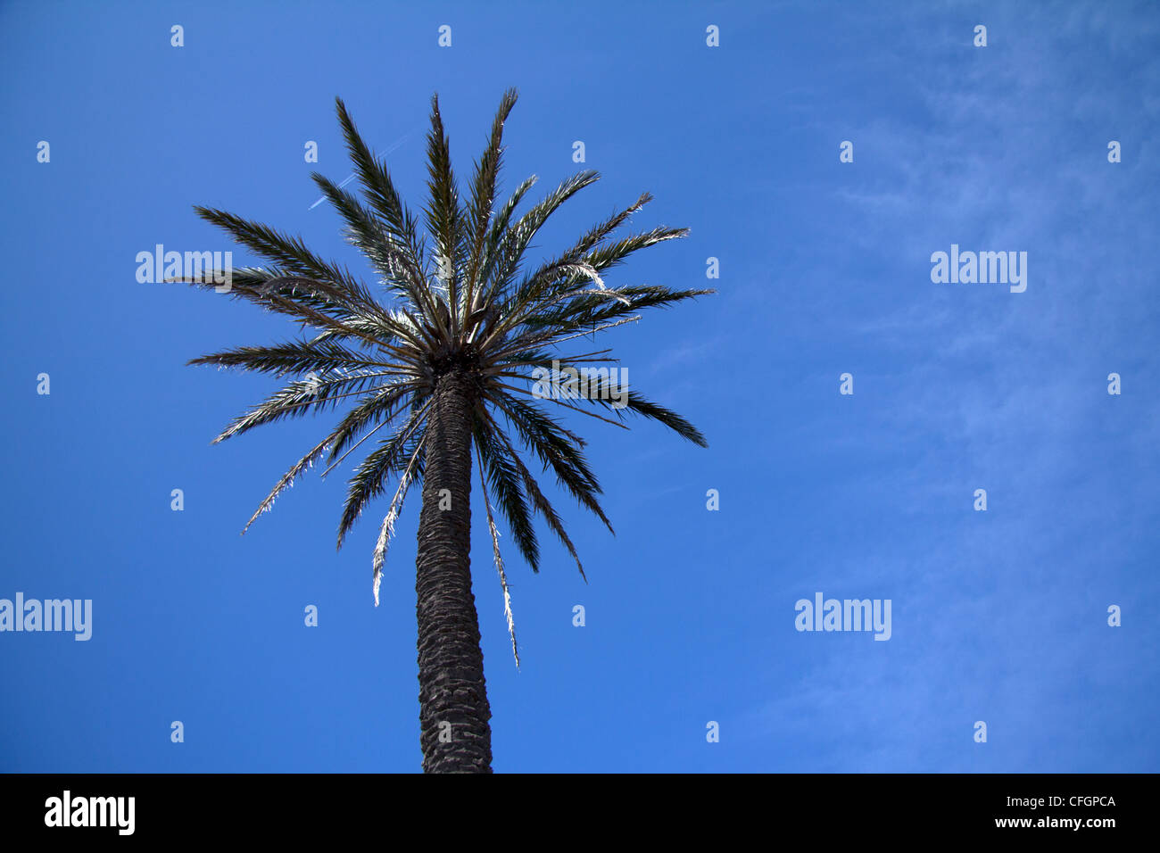 Palmae palmaceae palm tree hires stock photography and images Alamy