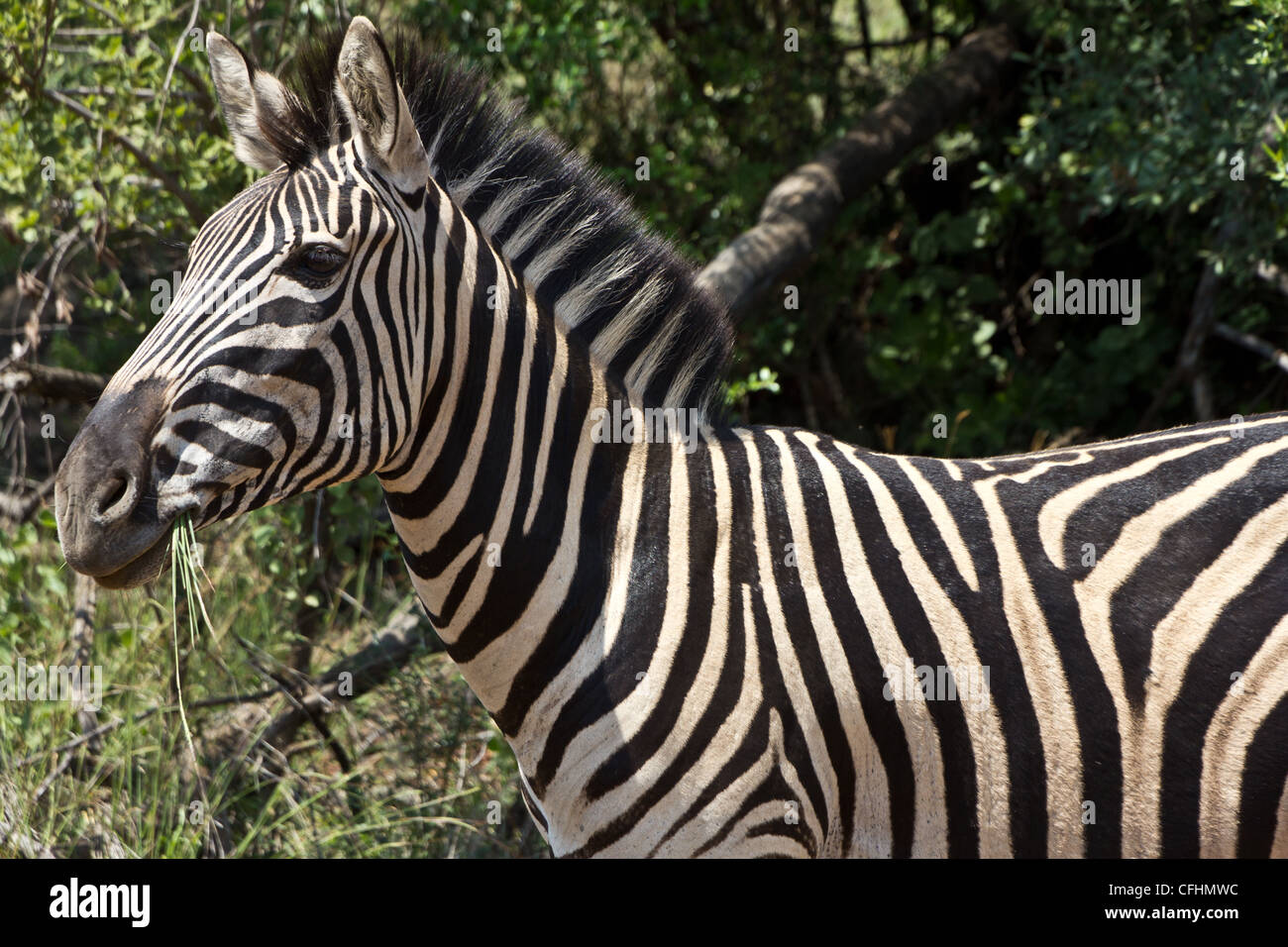 Zebra male and female hires stock photography and images Alamy