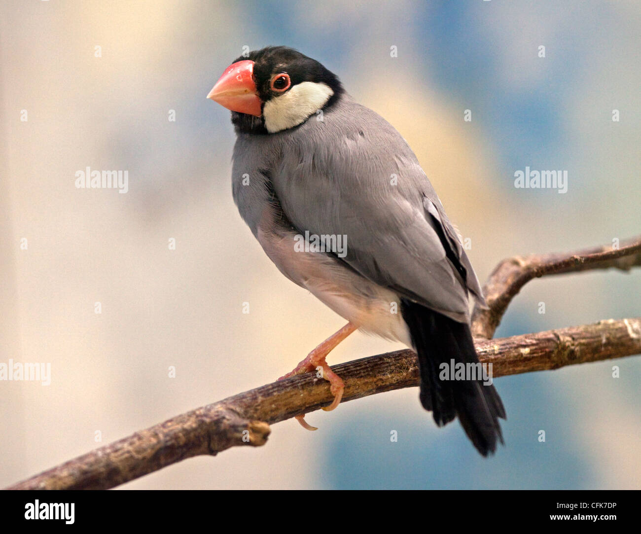 Java Finch (padda oryzivora Stock Photo Alamy