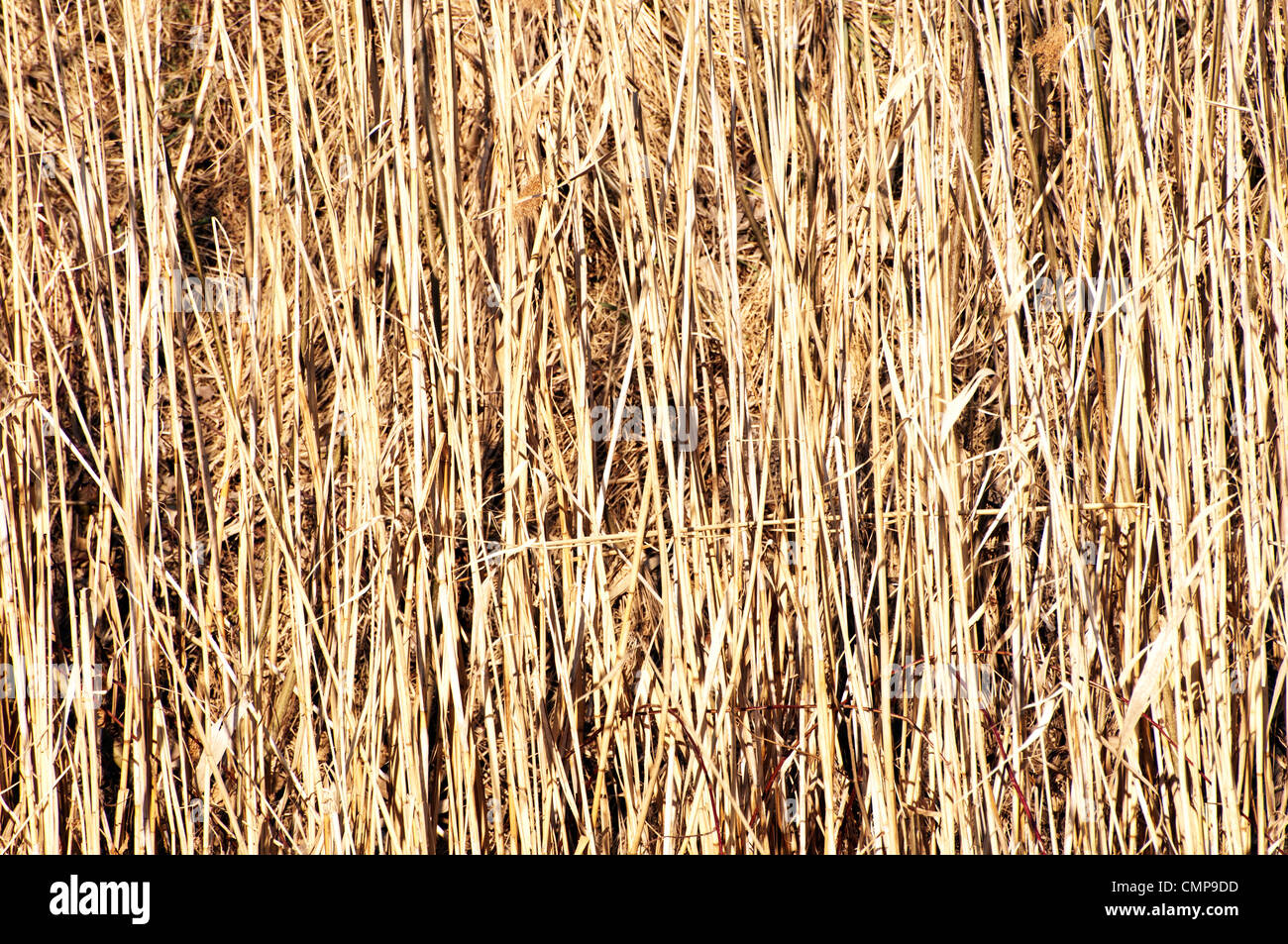 Dry grass hay background Stock Photo Alamy