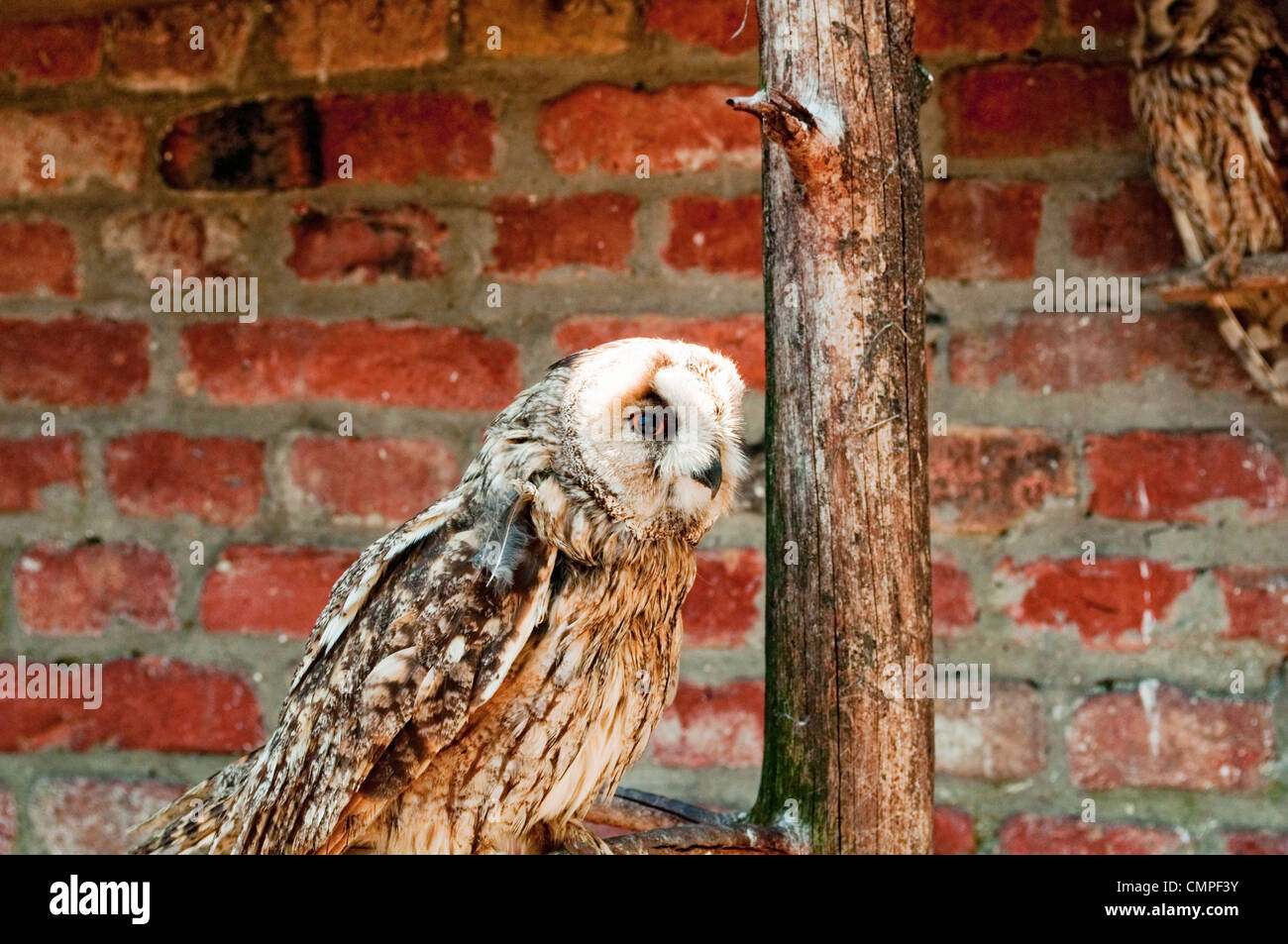 Owl in cage Stock Photo Alamy