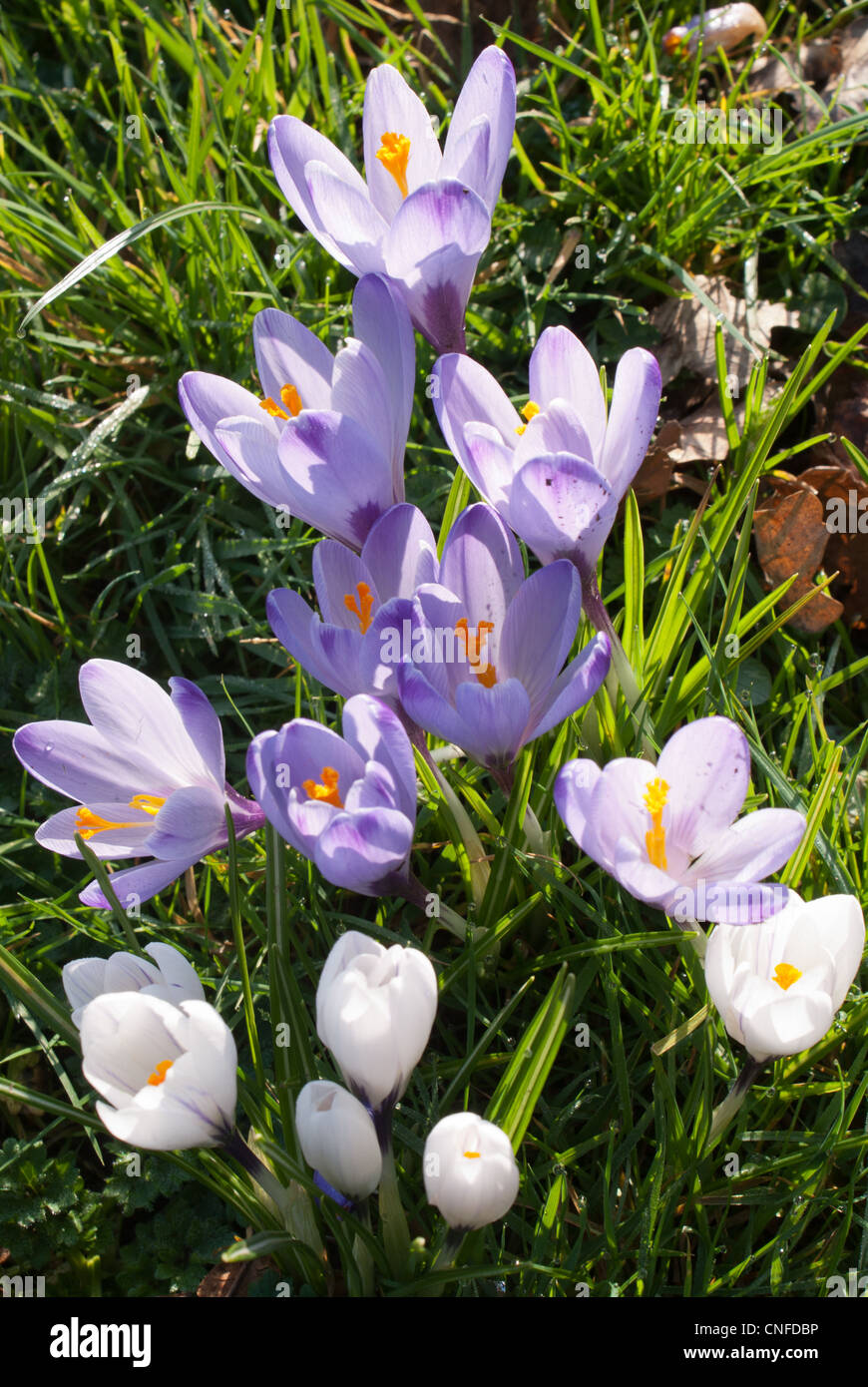 Beautiful spring crocus Stock Photo Alamy