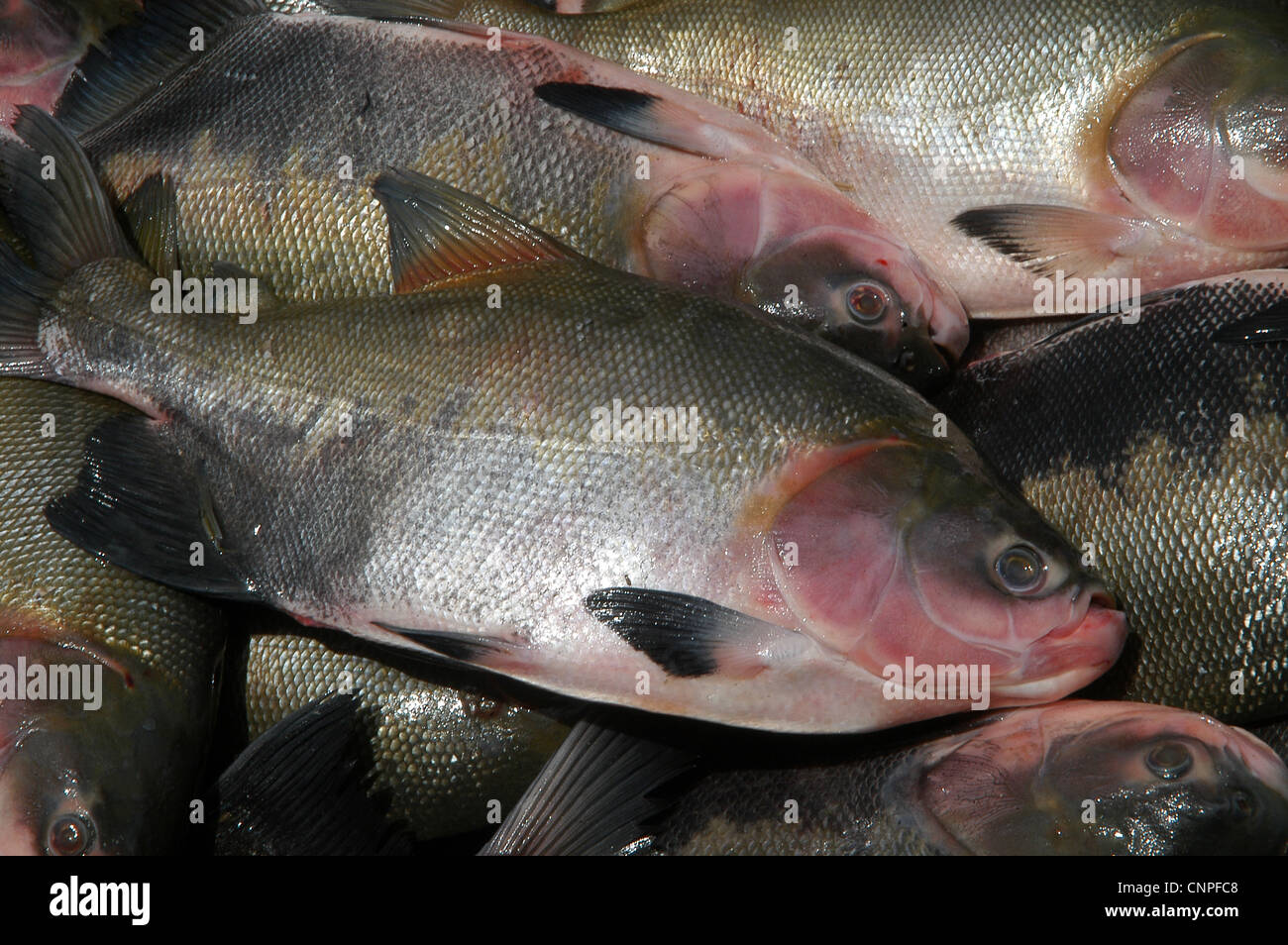 Matrixã Amazonian fish Stock Photo Alamy