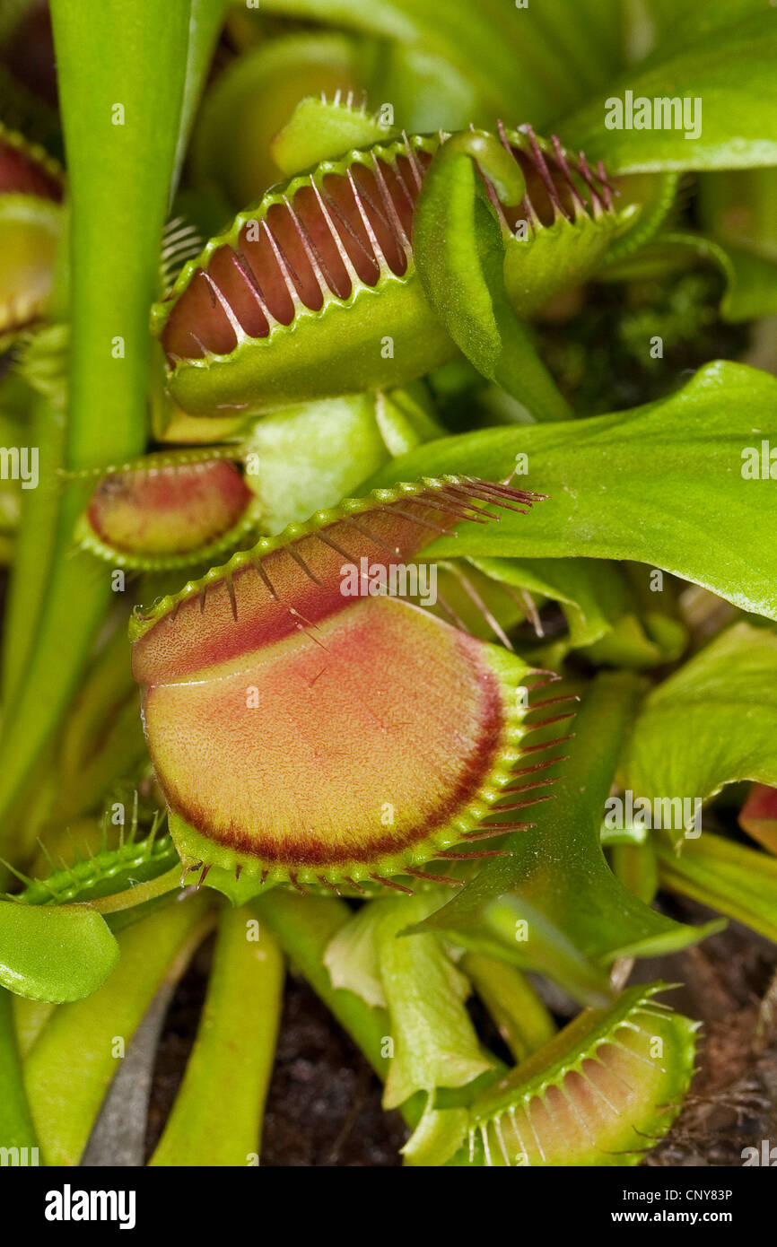 Venus Flytrap, Venus's Flytrap, Venus' Flytrap, Venus Fly Trap, Venus's