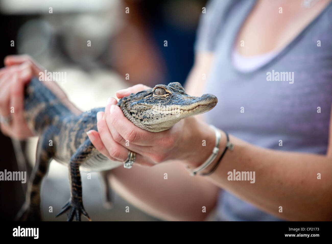 Girl holding baby alligator hires stock photography and images Alamy