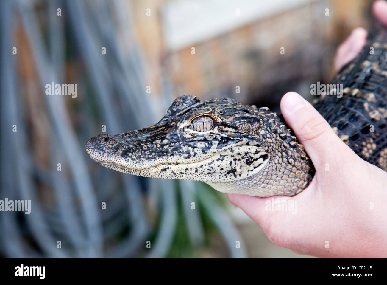 Girl holding baby alligator hires stock photography and images Alamy