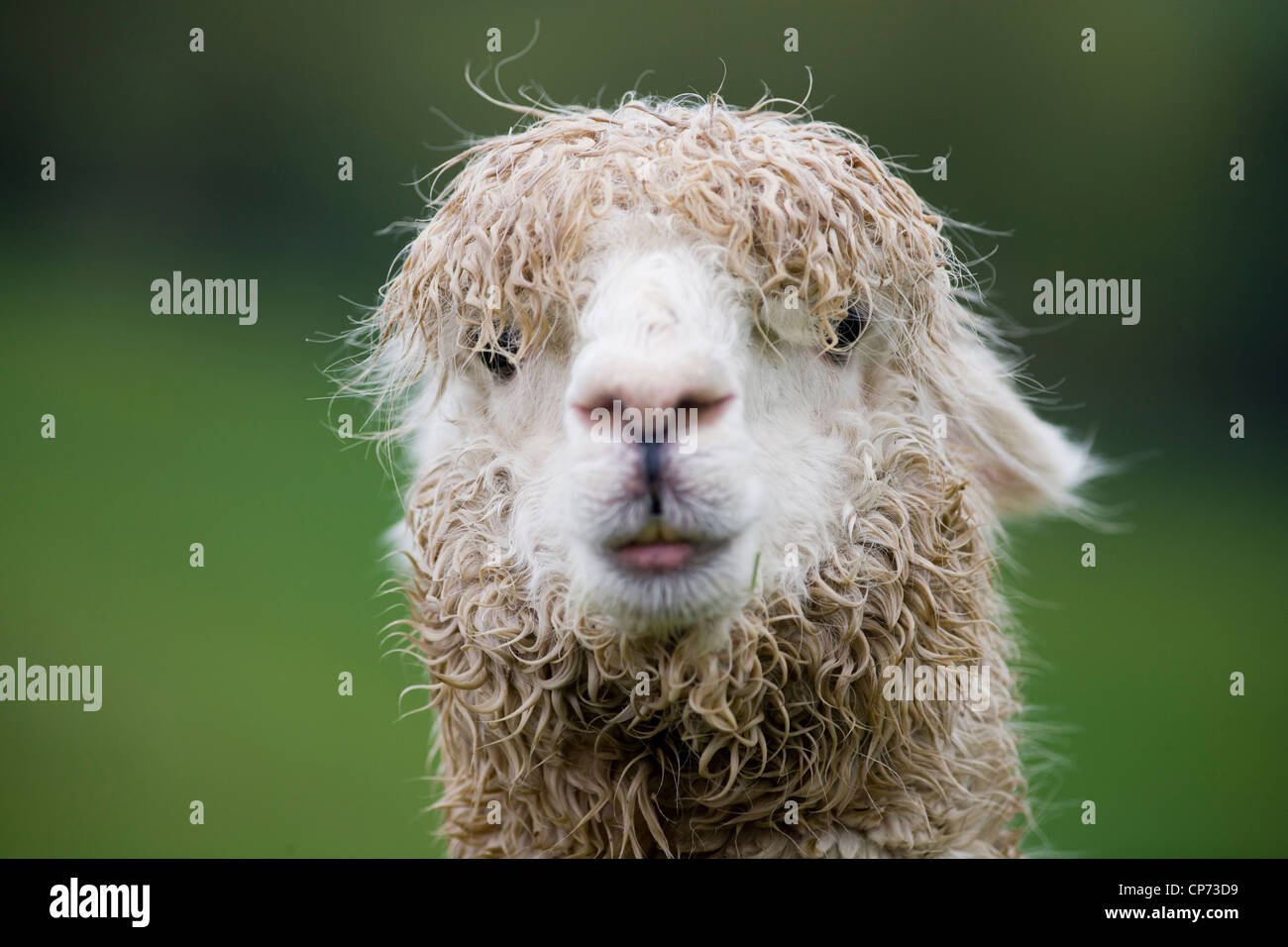 Alpaca uk hires stock photography and images Alamy