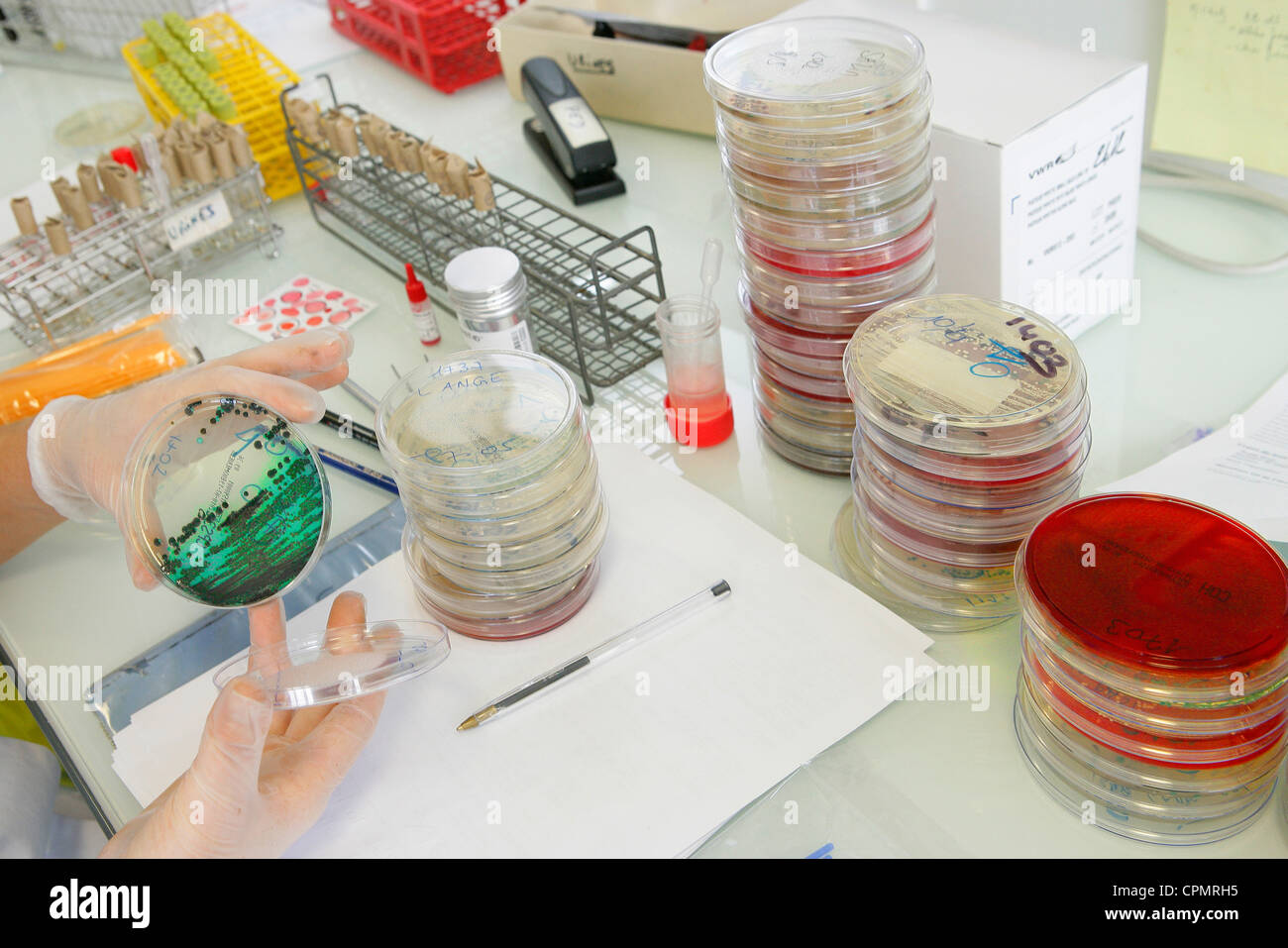 BACTERIOLOGY Stock Photo, Royalty Free Image 48400721 Alamy