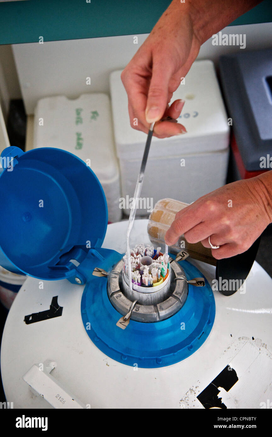 Cryogenic freezing humans hires stock photography and images Alamy