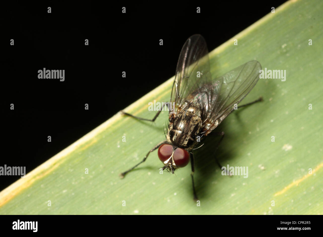 Common House Fly Stock Photo Alamy