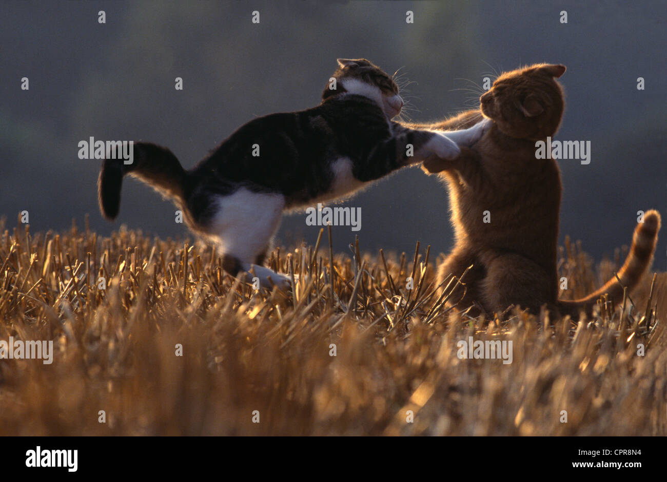 Two Cats Play Fighting at Sunset Stock Photo Alamy