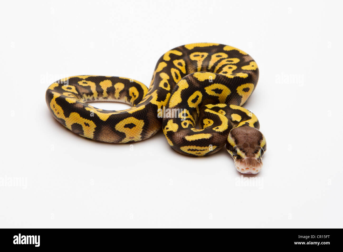 Pastel Phantom Yellow Belly Ball Python or Royal Python (Python regius