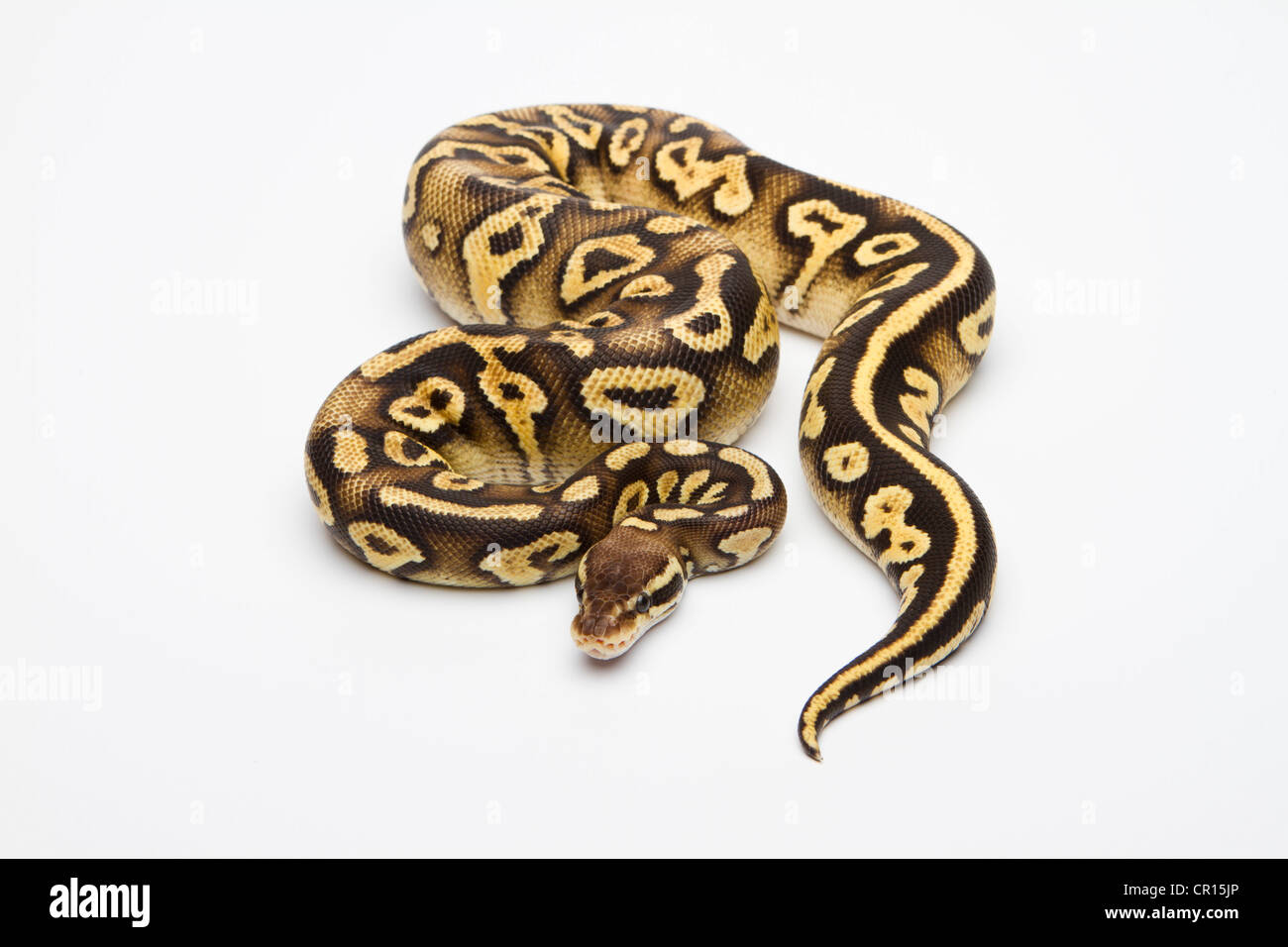 Pastel Phantom Yellow Belly Ball Python or Royal Python (Python regius