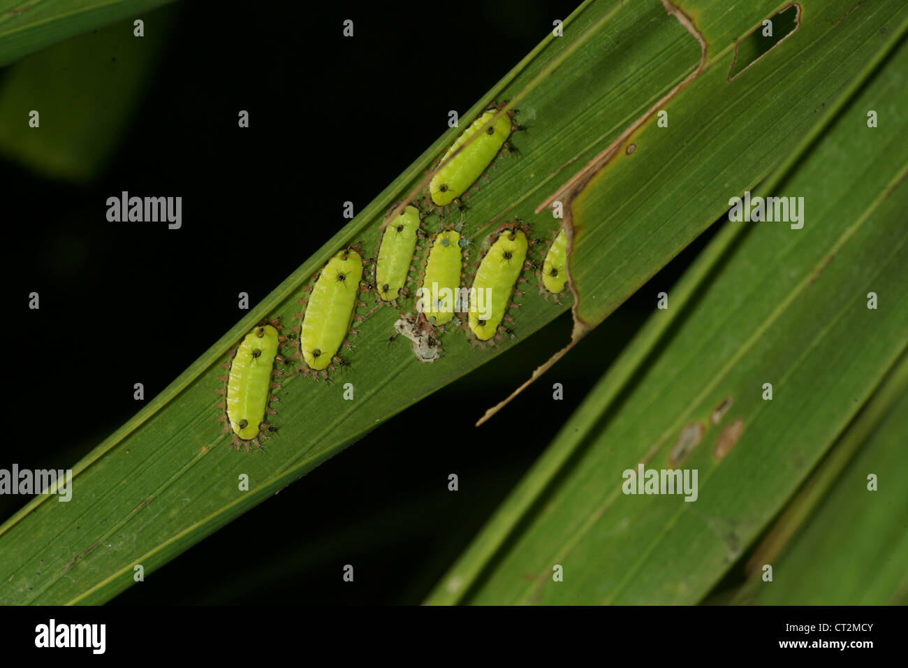 Cricket larvae hires stock photography and images Alamy
