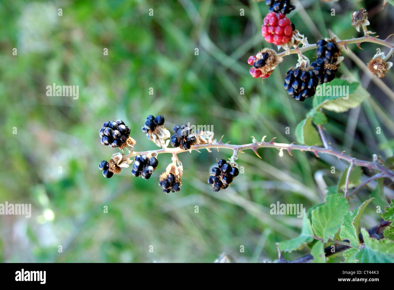 Brambles rubus sp hires stock photography and images Alamy