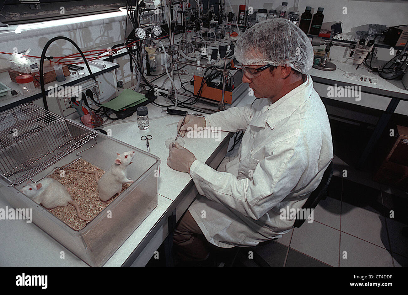 Lab rat hires stock photography and images Alamy