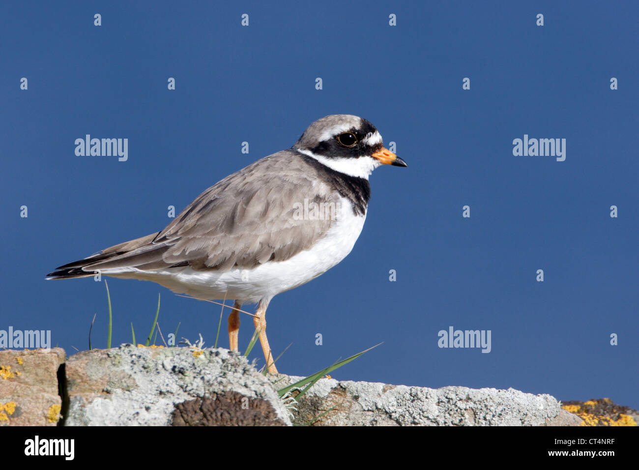 COMMON RINGED PLOVER Stock Photo Alamy