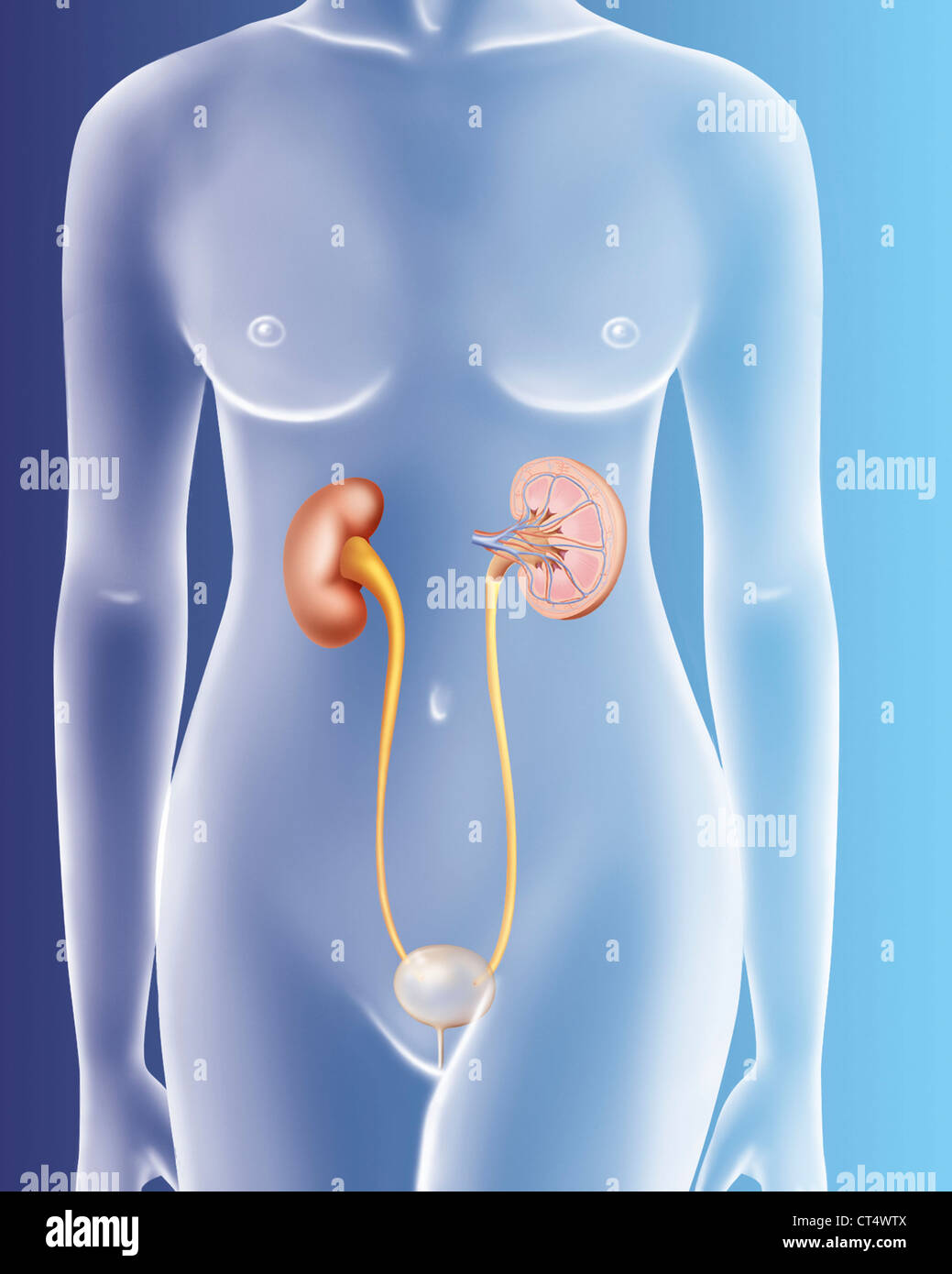 Female Urinary System Model