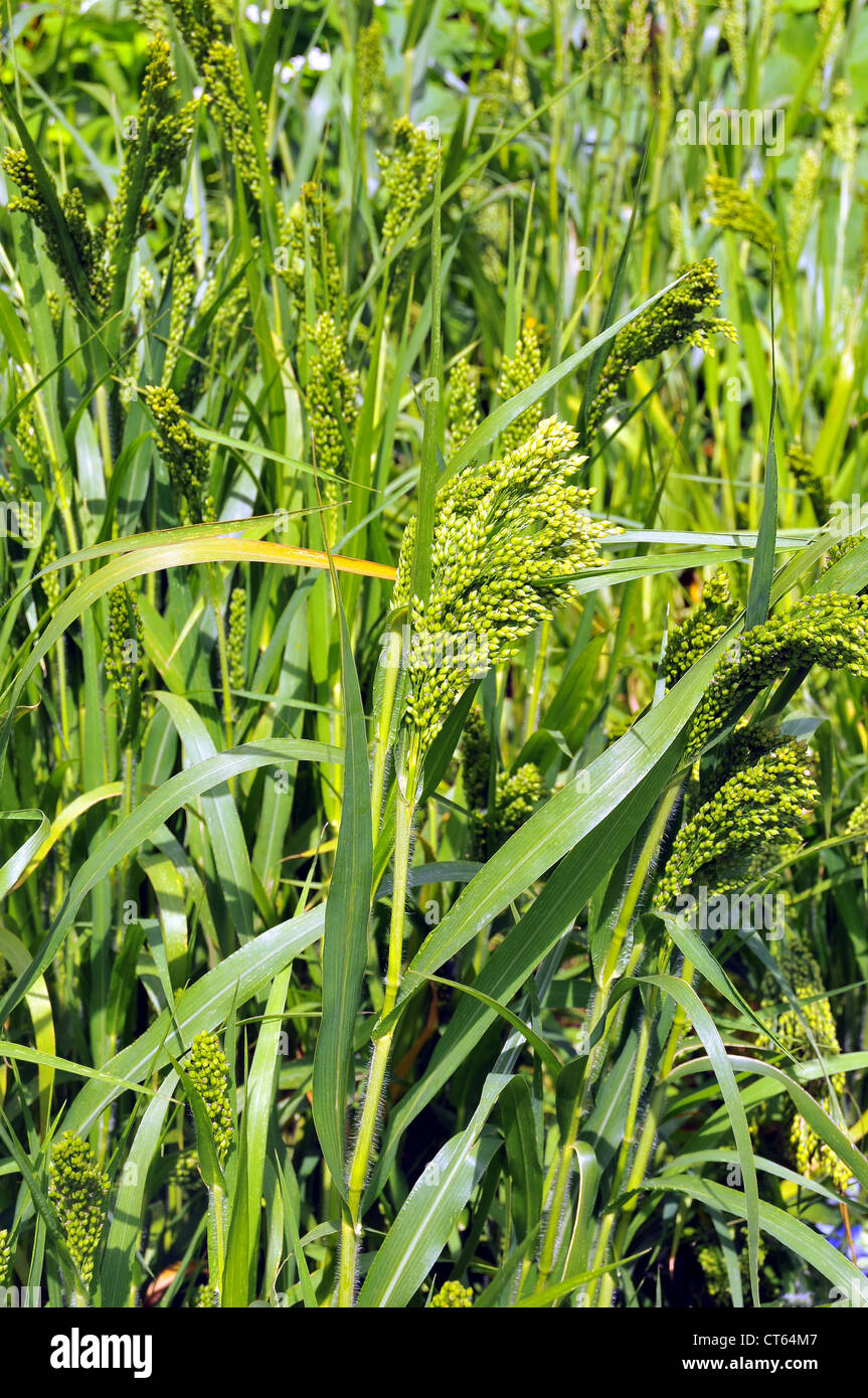 Wild proso millet hires stock photography and images Alamy