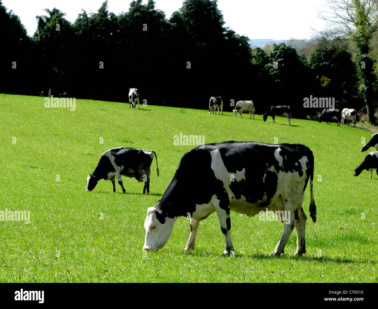 HOLSTEIN CATTLE Stock Photo Alamy